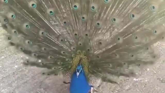 the beauty of the peacock is very extraordinary