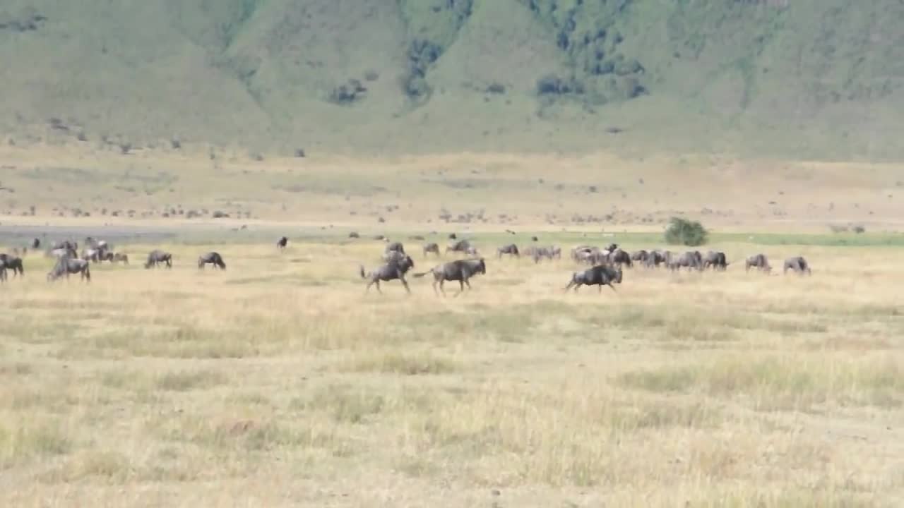 The sounds of the wildebeests