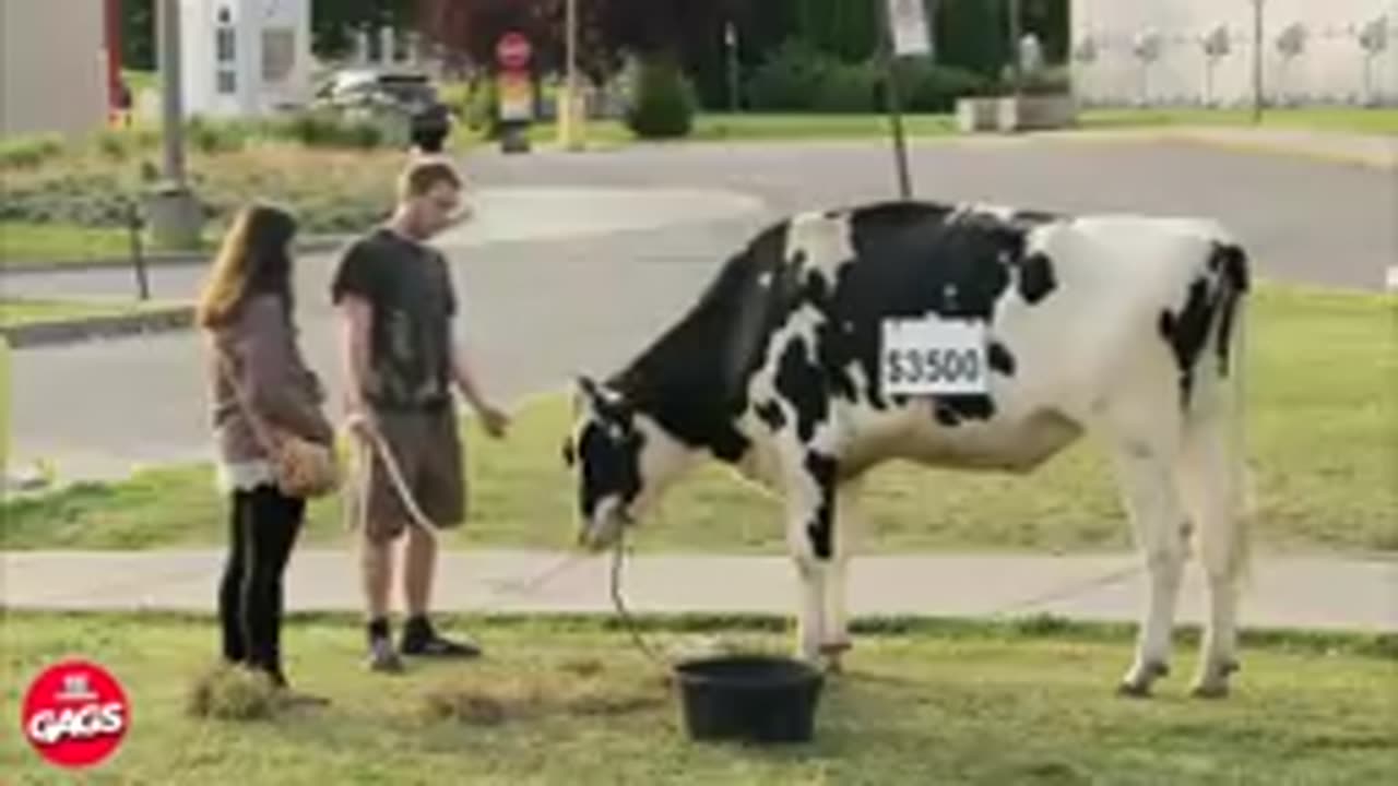 Try Not To Laugh Challenge! 😂 Funny Fails | funplays !