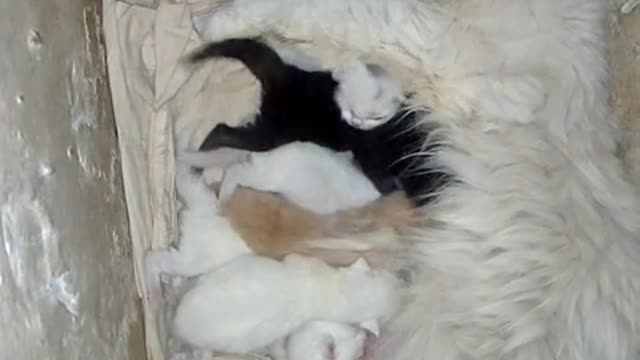 Aww new born cat babies🤩❤️😍😘