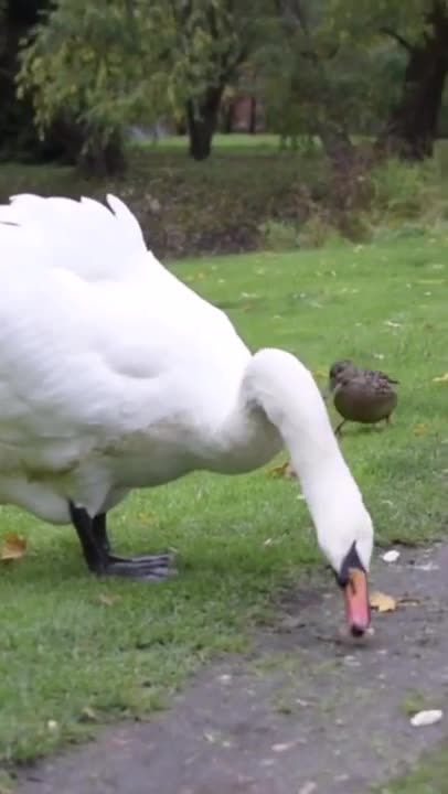 cute and amazing animals to brighten our day