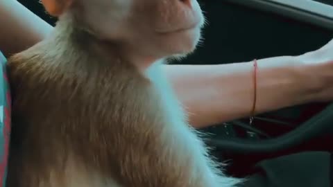 Monkey on road driving
