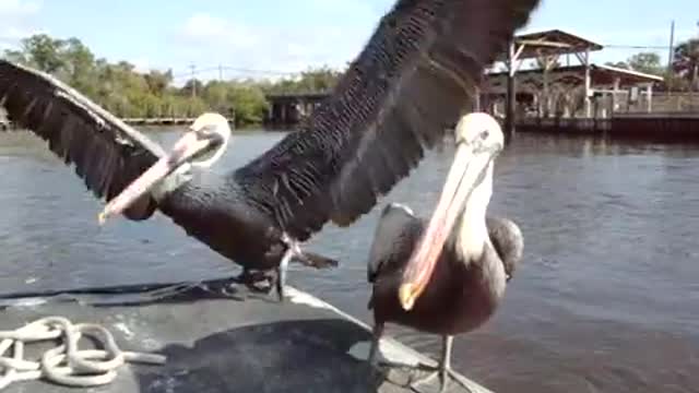 Pelican Close Up and Personal - Florida Everglades