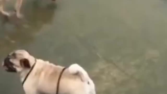 funny ANIMALS