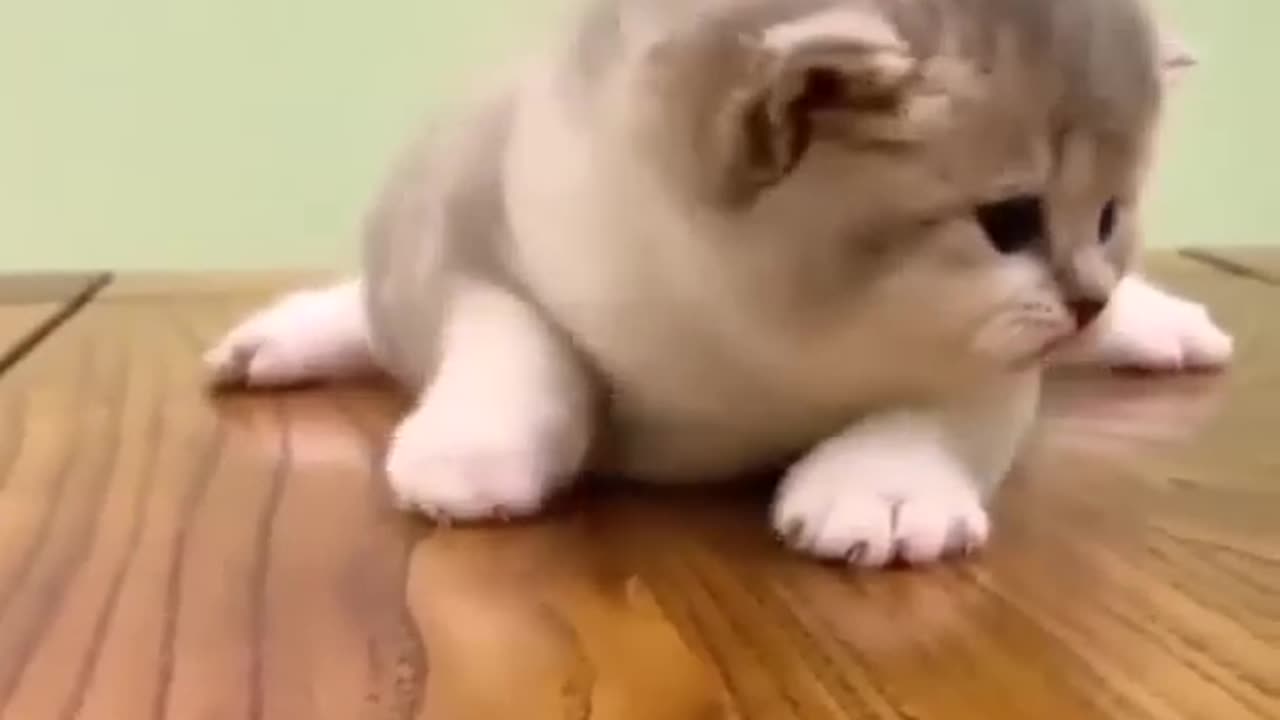 Cute Kitten 🥰 🥰 0:05