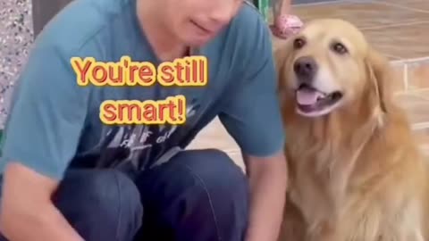 Funny dog part-6