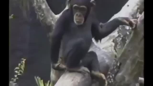 ja ja ja ja el monito