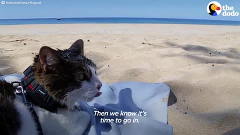 This Hawaiian Cat Loves Surfing With His Parents