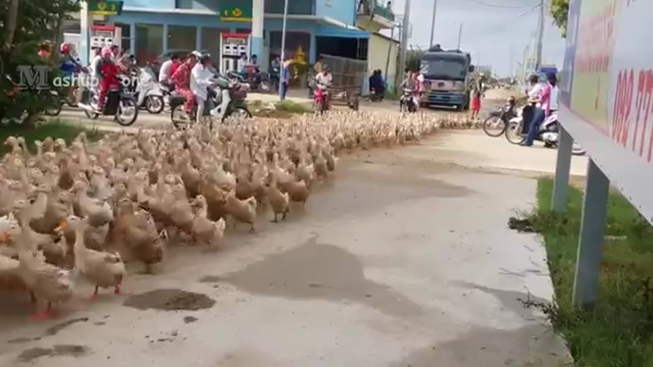 Ducks india dutch army