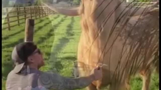 [HeeX_TV] Funny Animals 62