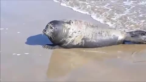 SEA-DOG JOY IN BEACH