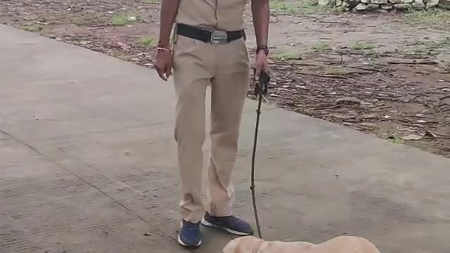 Police dog training in academy