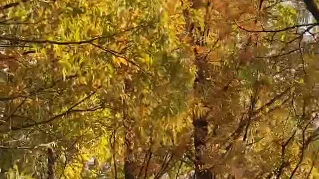 Autumn in Korea