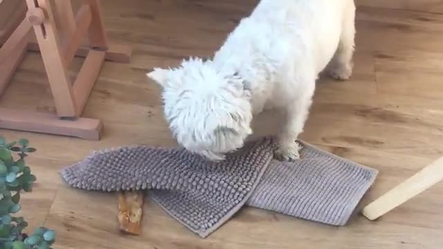 Tenacious Westie Tries Hard To Bury Her Treat Under The Rug