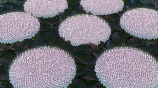 Saturdays – “Phyllotaxis Spirals”