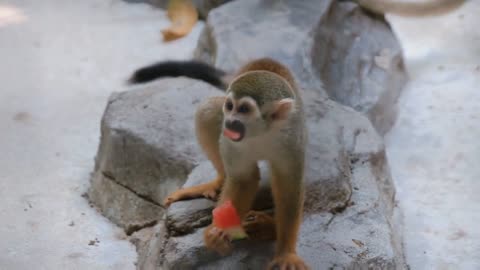 Squirrel monkeys