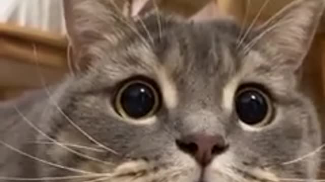 cat preparing for attack