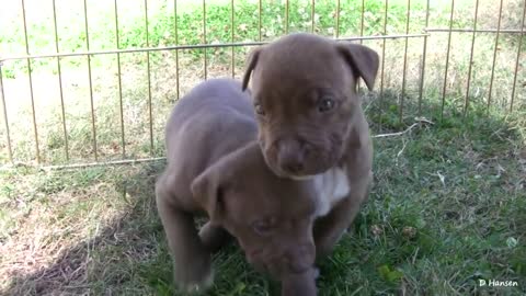 Pit Bull and at Her Puppies