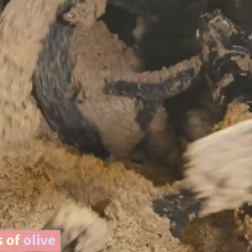 Olives Sustainable Superstars Protecting the Planet