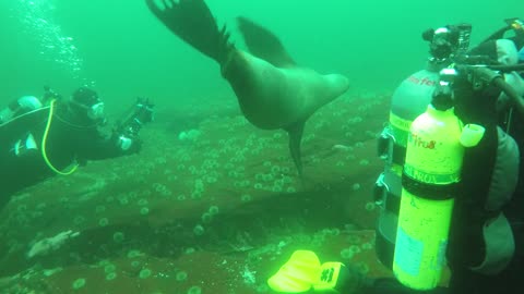 Stellar Sea-Lions of BC, Canada