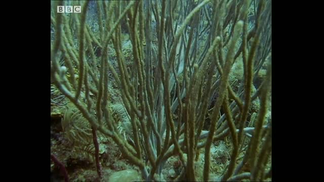 Lobsters vs Trigger Fish | Trials Of Life | BBC Earth