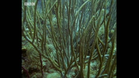 Lobsters vs Trigger Fish | Trials Of Life | BBC Earth