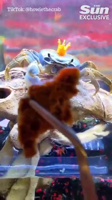 My pet crab knows sign language and loves going on walks with me and my cat