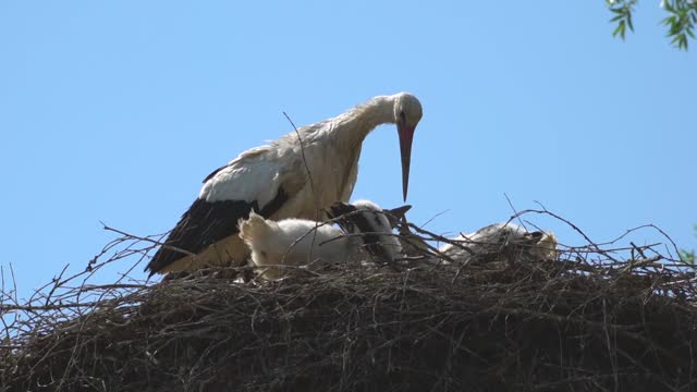 stork nest birds family rattle stork