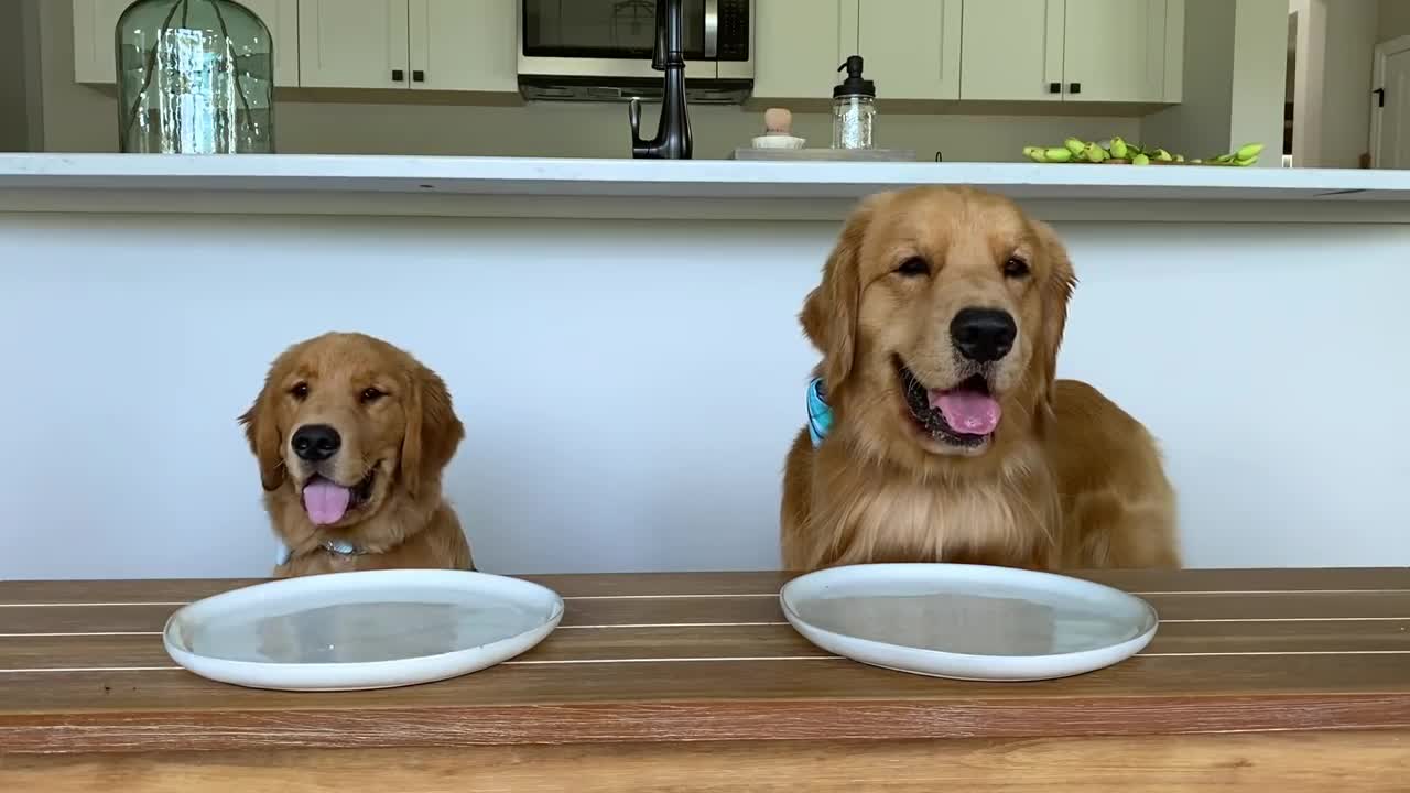 Dog Reviews Food With Little Brother # 09