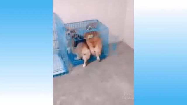 Two Dog try to enter one time in them home/dog video/funny dogs video