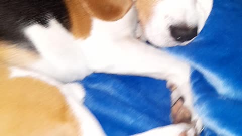 dog from a shelter
