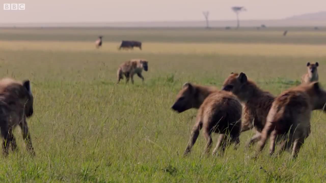 Lion Trapped by Clan Hyenas