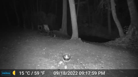 Possum Pair Returns for Another Snack