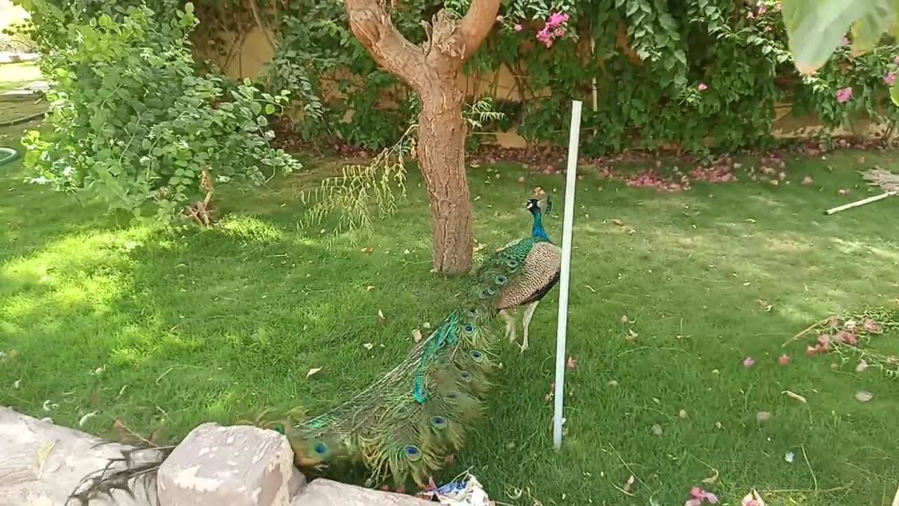 Beautiful Peacock family in forest | life on earth.