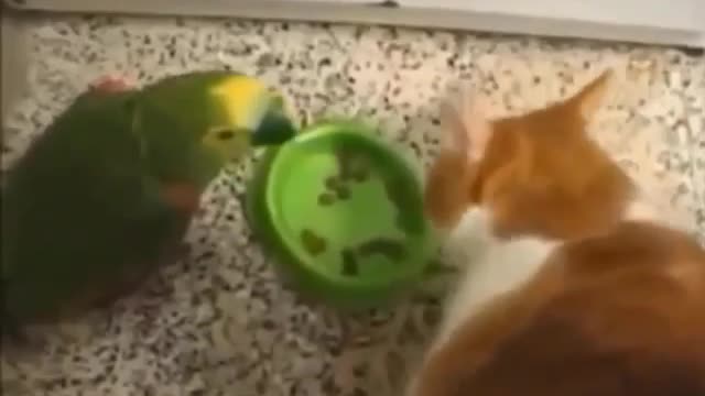 Cats doing funny things||cute cats🐈🐈🐈||funny cats