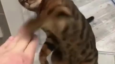 Cute Cat Funny Video 🤣🤣🤣🐱🐱