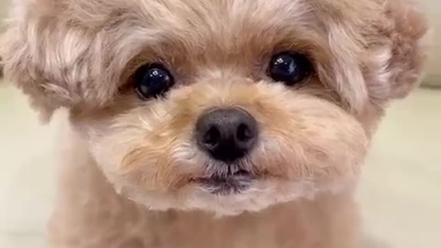 Rate this cuteness out of
