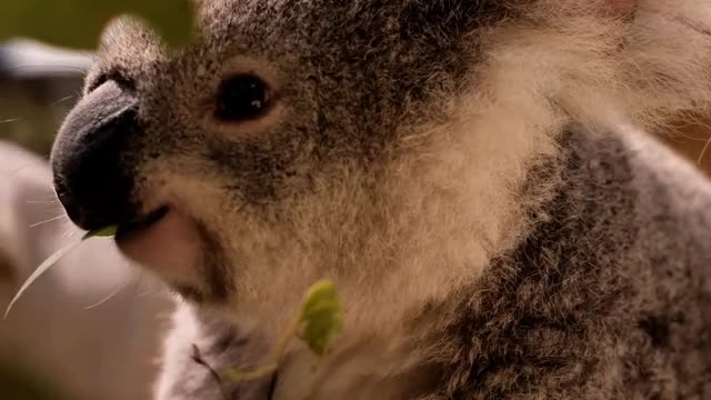 A small cute koala eating leaves