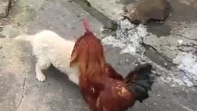 Funniest animal-Best of funny animal