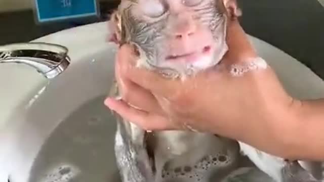 monkey bathing happily in the world