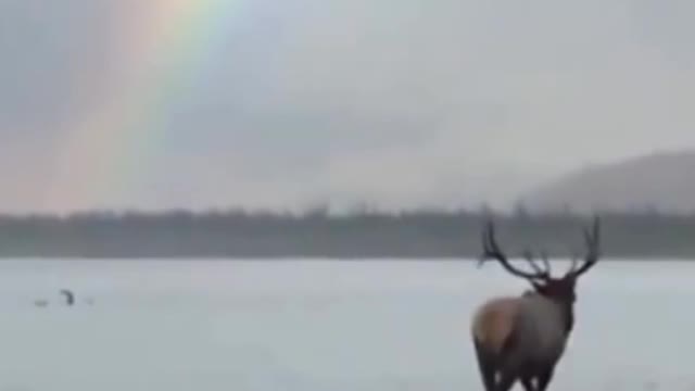 Reindeer🦌 with rainbows spotted