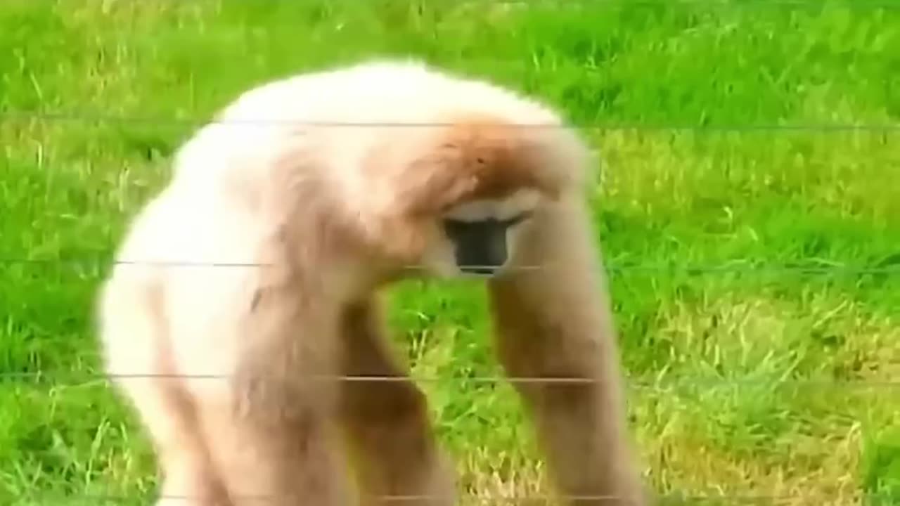 Funny animal videos