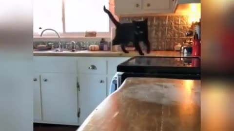 Cat dog funny video