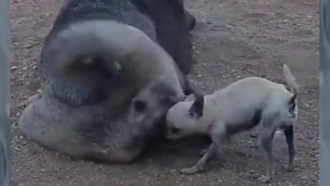 Funny Cat & Monkey # Videos 😂 - 😺 😍 💢💢💥 💥