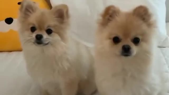 AWW Soo Cute! Cute baby Dog | Funny Animal Pet Videos | Funny Moment