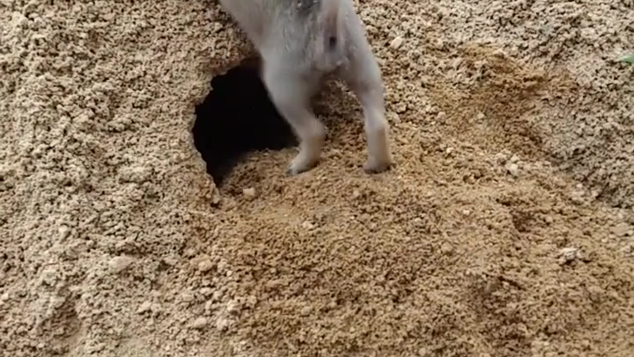 Digging Dog