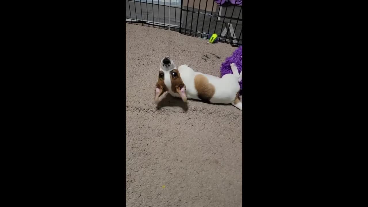 Cutest little puppy discovers a creative way to play