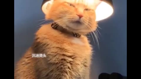 funny cat