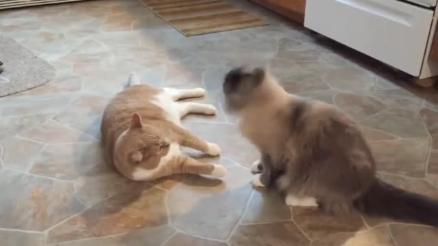 Vicious Cat Fights _ NSNA FUNNY 3