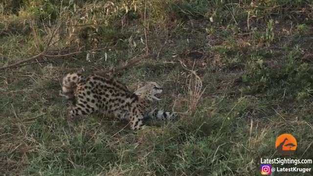 kitten vs lion